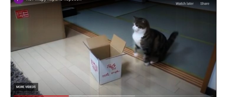 Данные кэша в телефоне можно и нужно удалять,